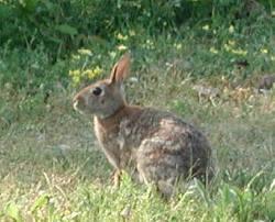 brown backyard bunny