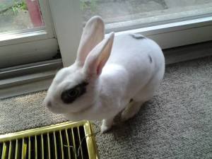 fluffy persons parkes